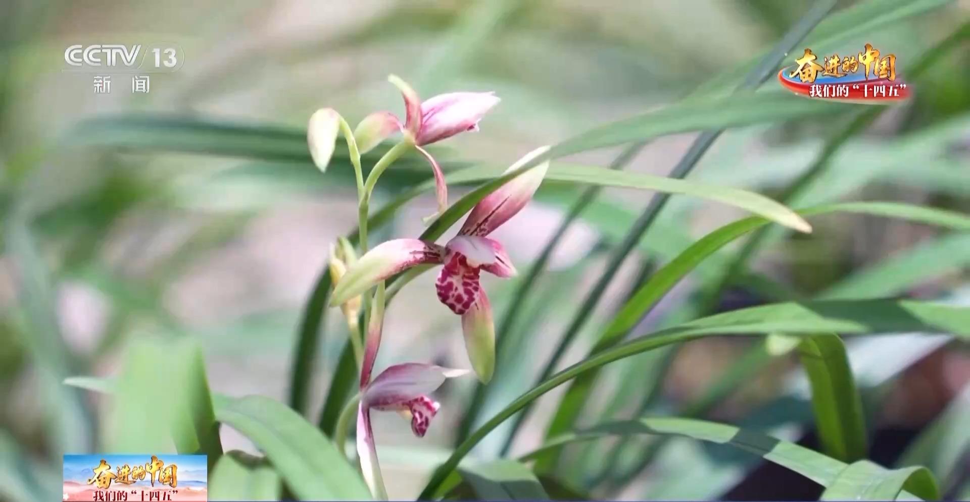 生活事業蒸蒸日上 臺胞臺企在福建獲得感滿滿