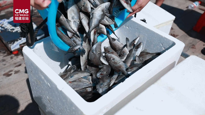 10万尾“耗儿鱼”迎丰收 南方高温养殖突破让“北方鱼”成增收新宠