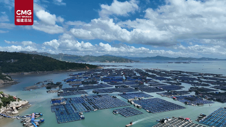 10万尾“耗儿鱼”迎丰收 南方高温养殖突破让“北方鱼”成增收新宠