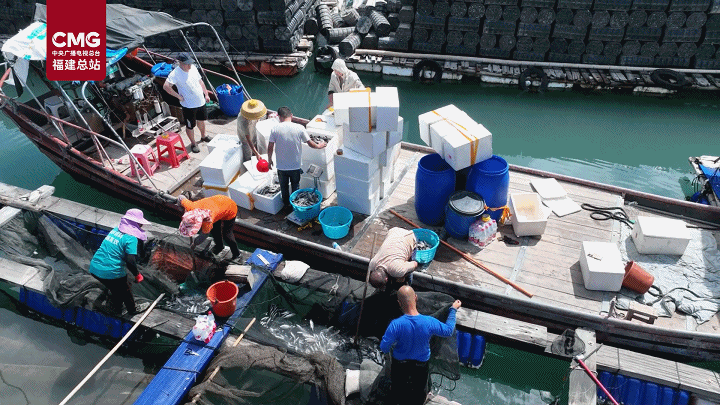 10万尾“耗儿鱼”迎丰收 南方高温养殖突破让“北方鱼”成增收新宠