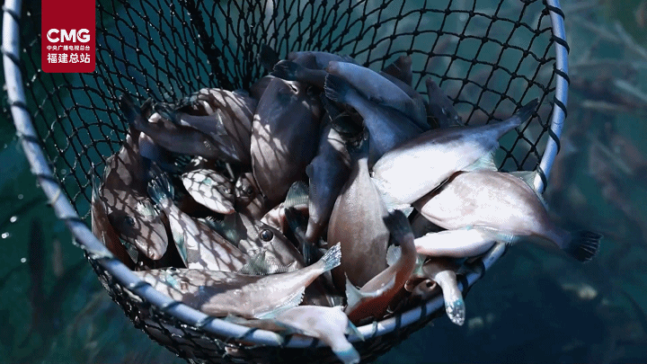 10万尾“耗儿鱼”迎丰收 南方高温养殖突破让“北方鱼”成增收新宠