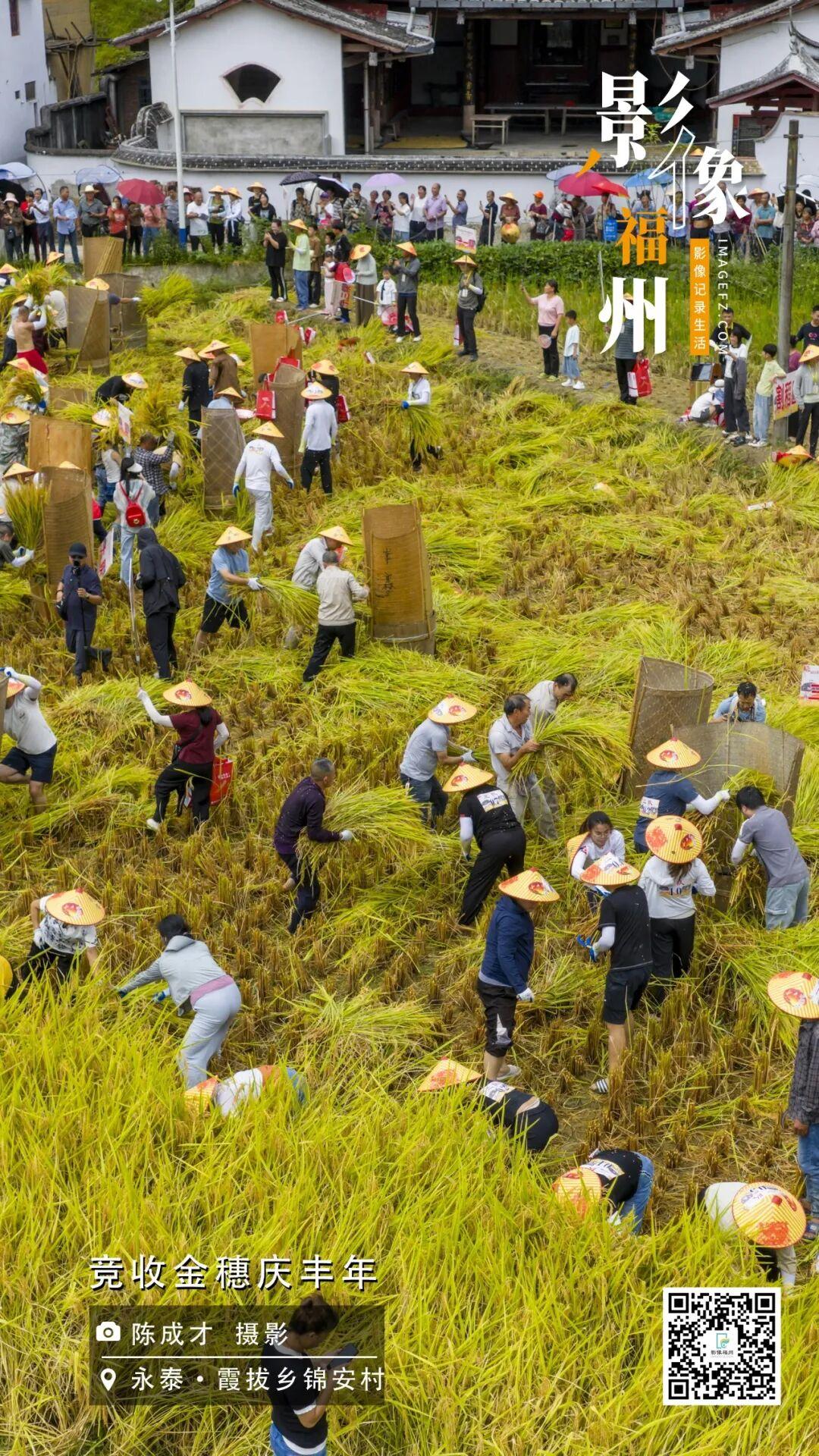 影像福州丨竞收金穗庆丰年