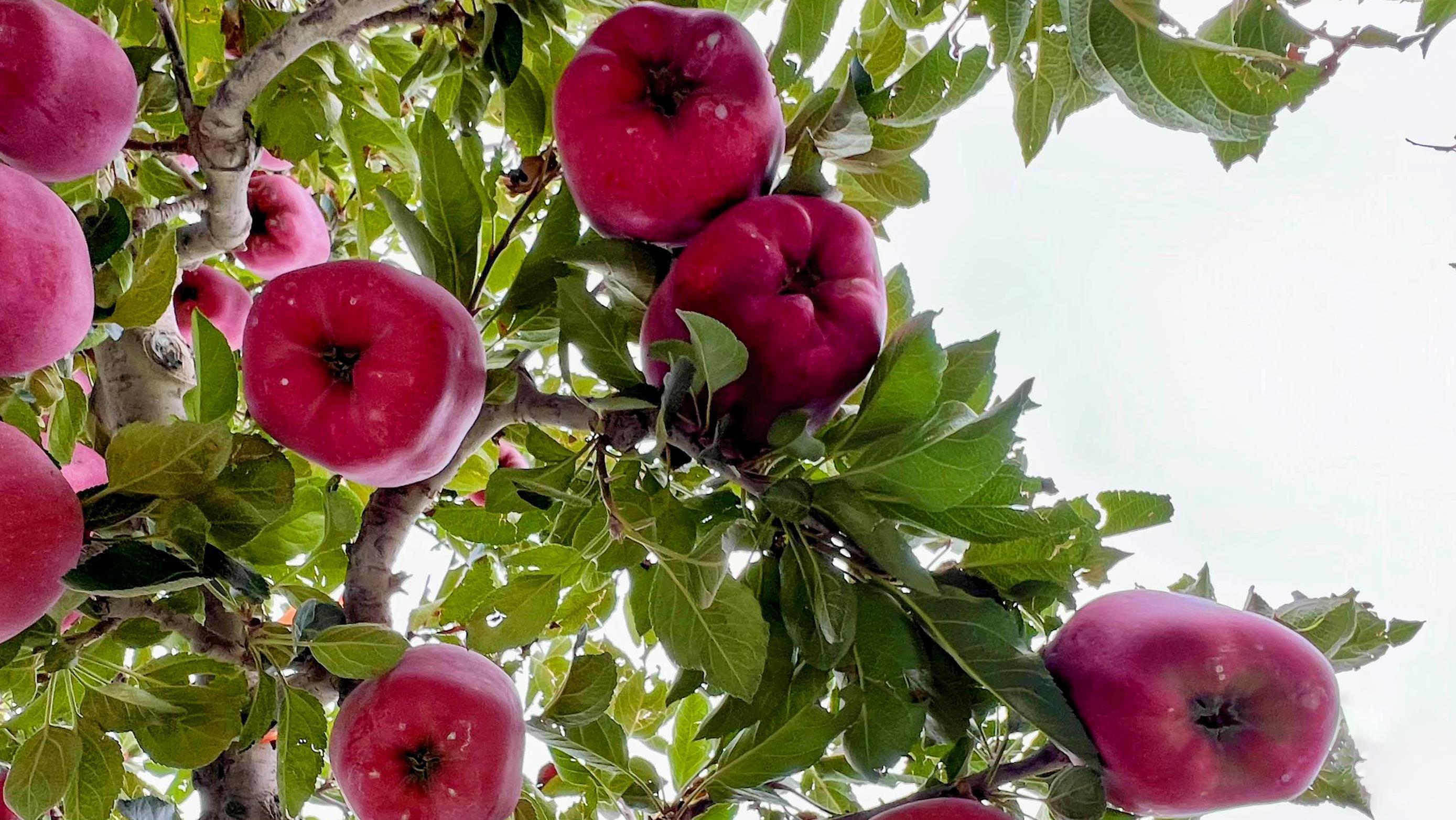 时政微观察丨丰收时节感悟总书记的“三农”情怀