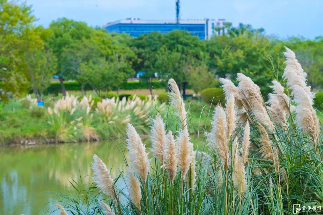 今日秋分，福州美成了诗！