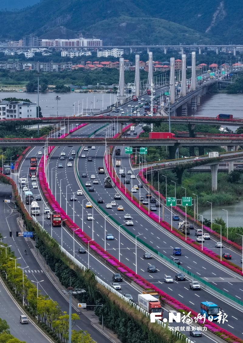 17公里双色三角梅上线 螺洲互通姹紫嫣红成为滨海快线窗外美景