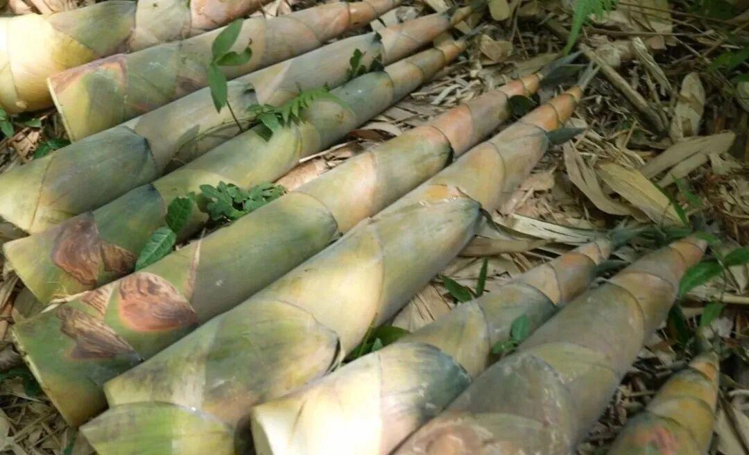 咔嚓！秋分第一声脆响！go～跟着主播进山“抢鲜”