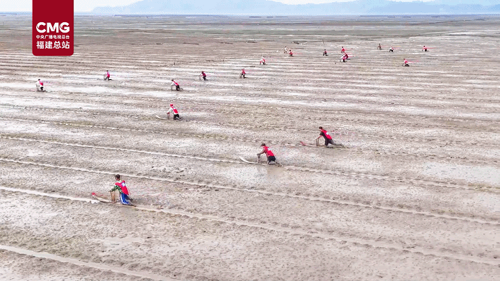 丰收也能这么玩？连江滩涂上演泥橇大比拼