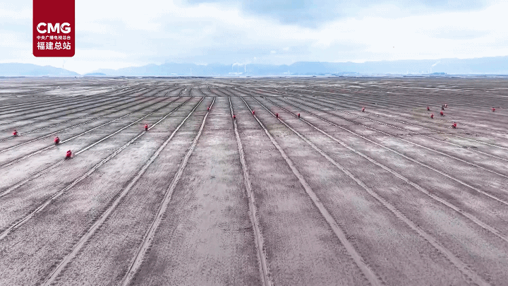 丰收也能这么玩？连江滩涂上演泥橇大比拼