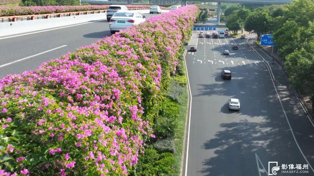 总长达196公里！福州姹紫嫣红！