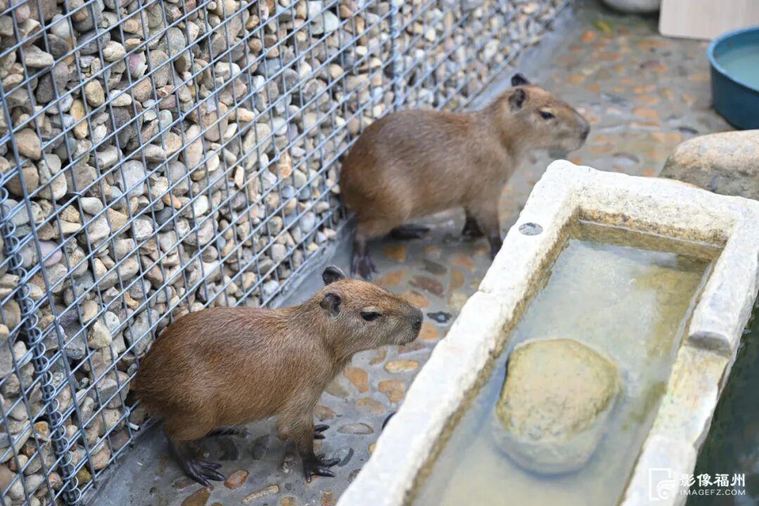 福州新晋亲子游好去处！国庆开放