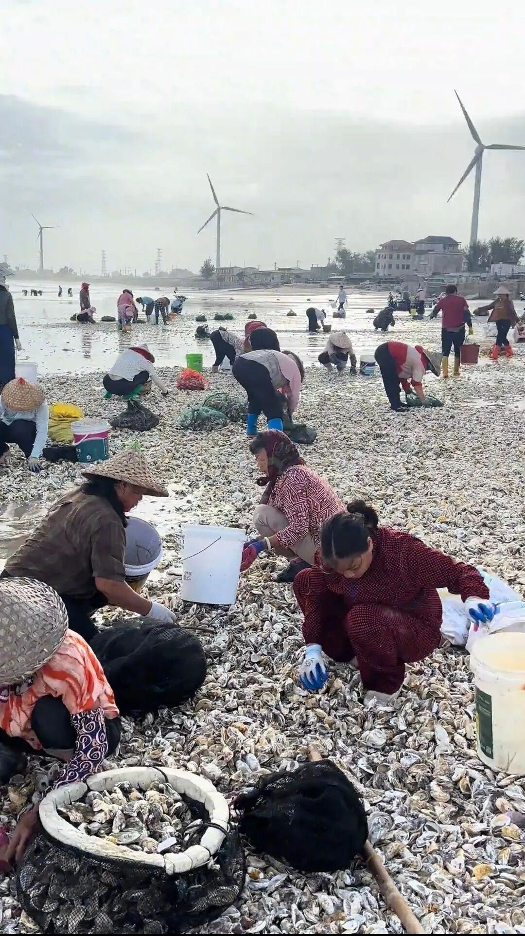 密密麻麻，遍地都是！捡到手软，专家提醒