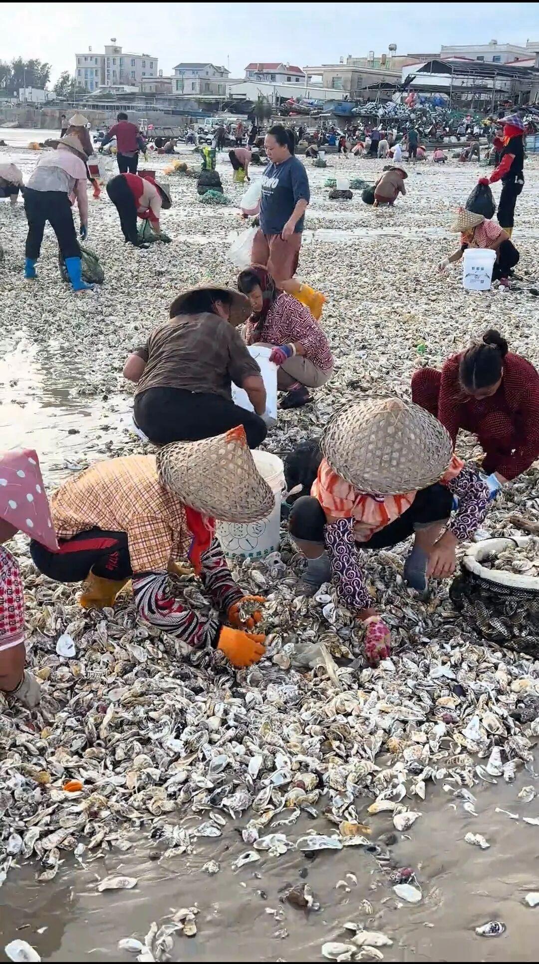 密密麻麻，遍地都是！捡到手软，专家提醒