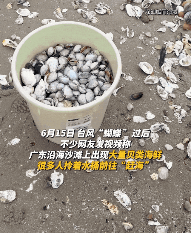 “能捡几百斤！”台风后海滩遍地生蚝，紧急提醒！