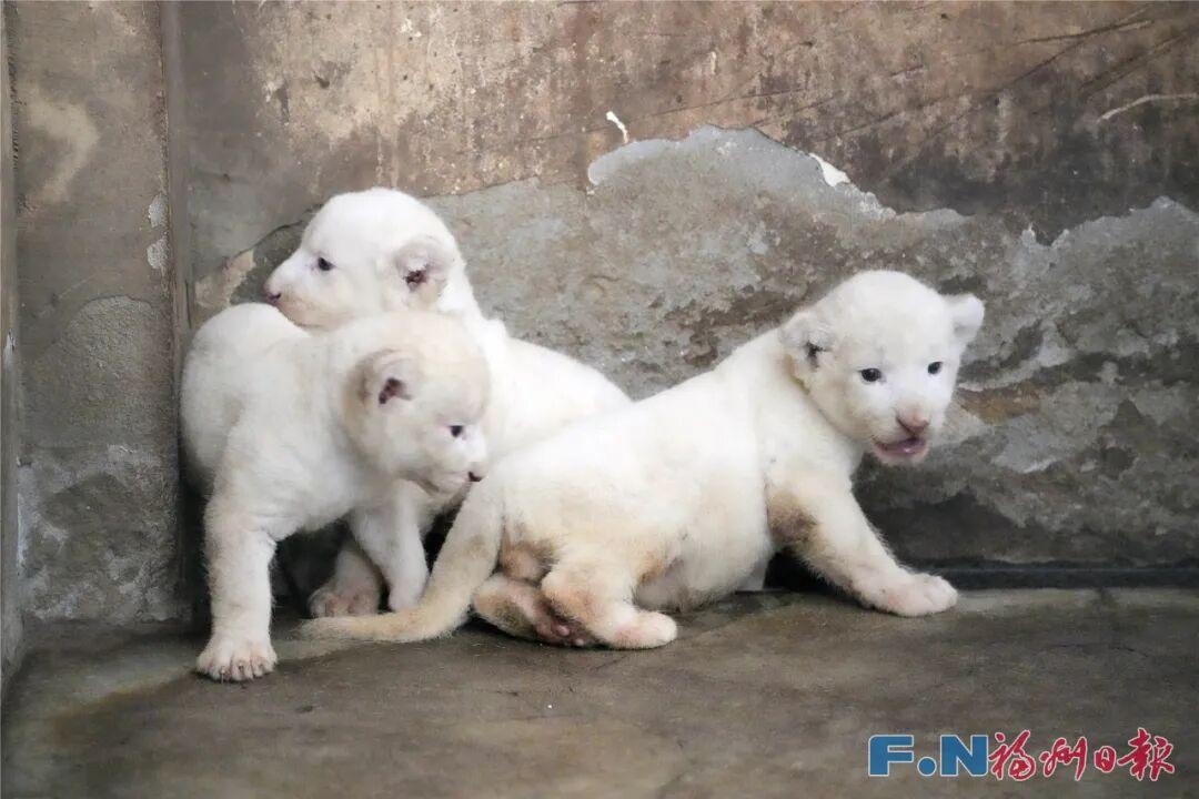 福州国庆打卡新去处！“三胞胎”即将亮相