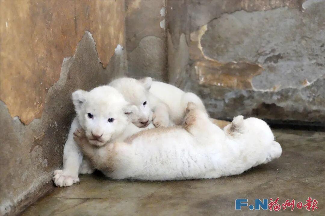 福州国庆打卡新去处！“三胞胎”即将亮相