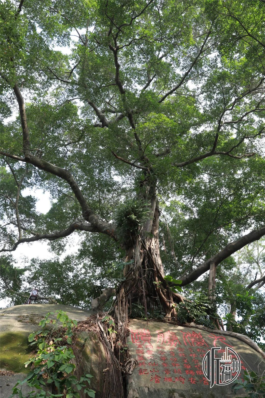 有声书｜树界奇葩！劈叉、攀岩毫不费力……