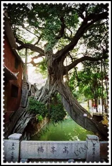 有声书｜树界奇葩！劈叉、攀岩毫不费力……