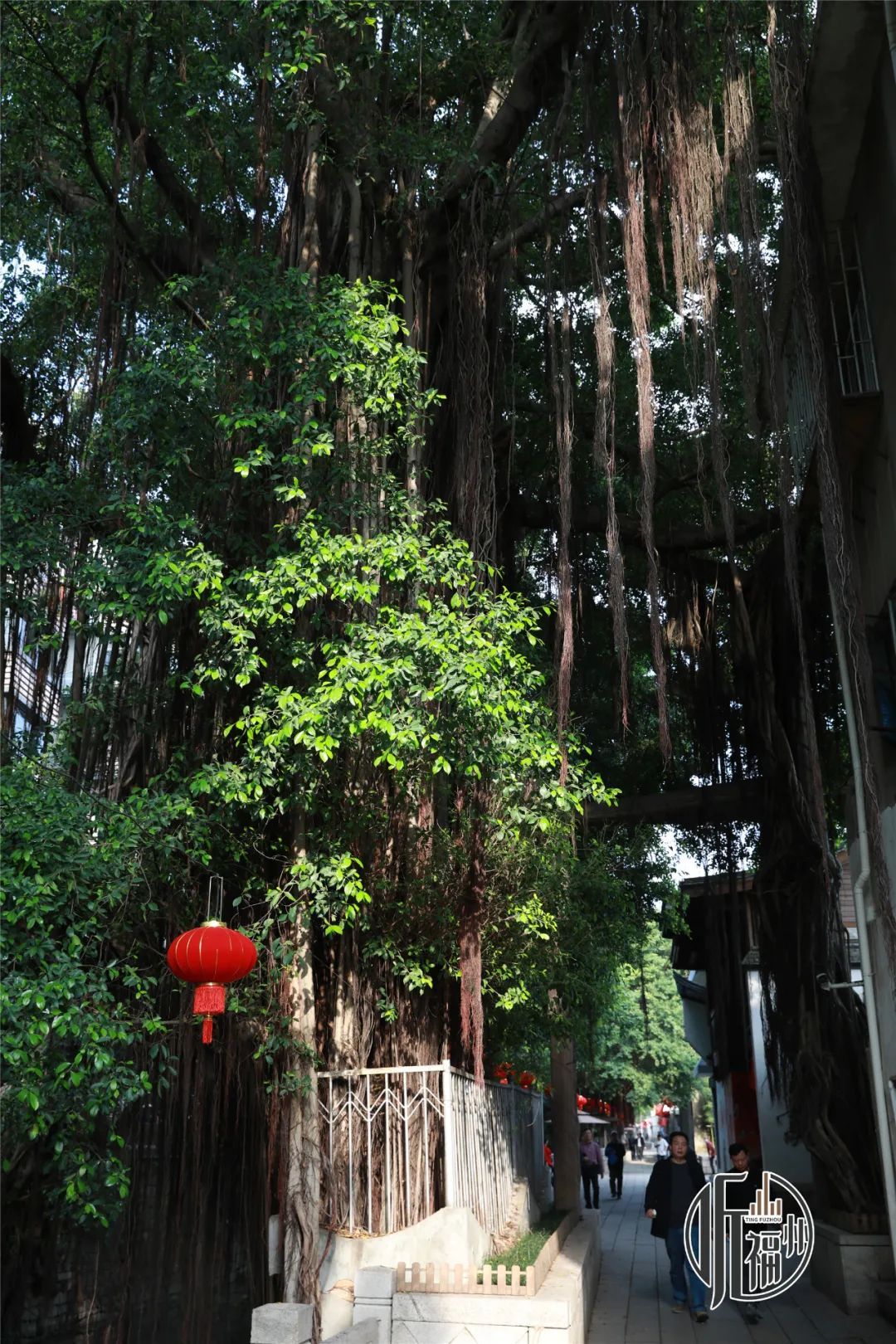 有声书｜树界奇葩！劈叉、攀岩毫不费力……