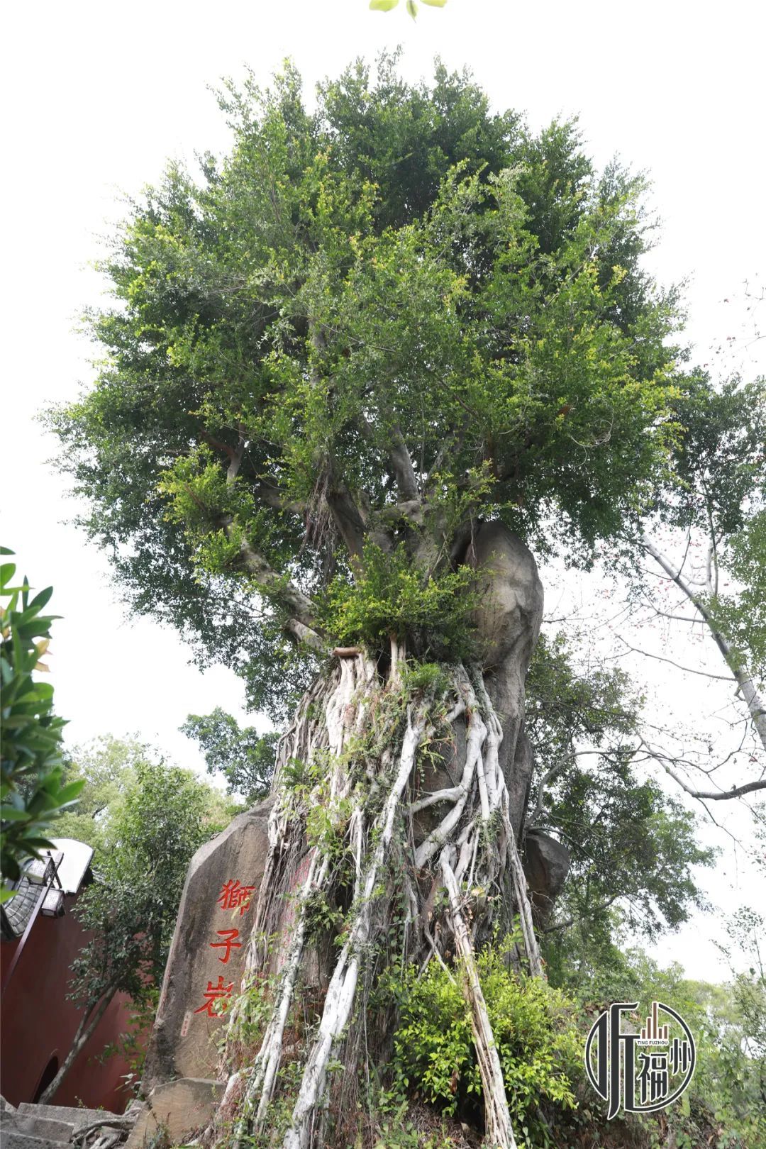 有声书｜树界奇葩！劈叉、攀岩毫不费力……