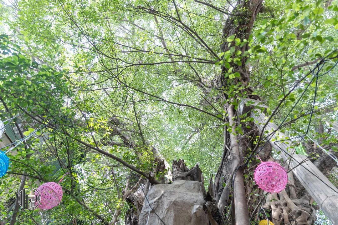 有声书｜古榕第一名，原来是它……