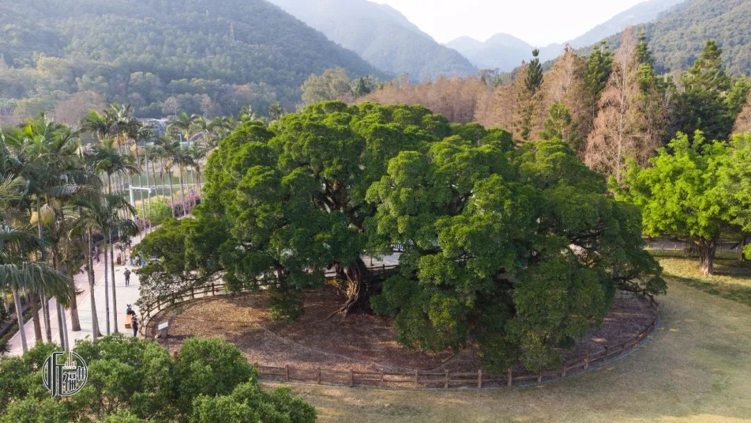 有声书｜古榕第一名，原来是它……