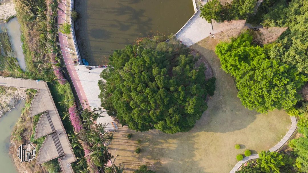 有声书｜古榕第一名，原来是它……