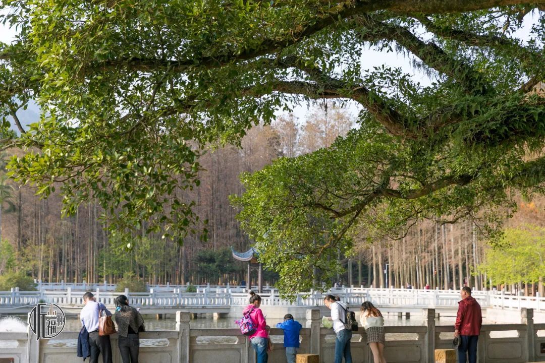 有声书｜古榕第一名，原来是它……