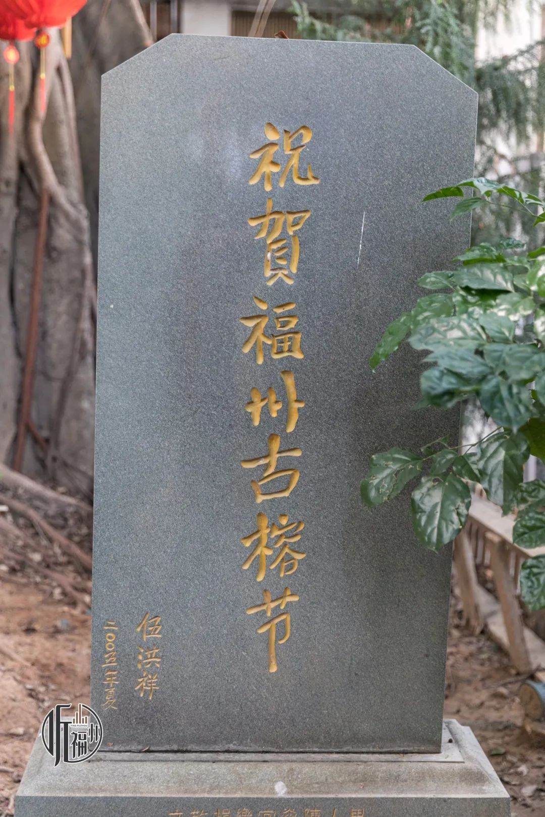 有声书｜古榕第一名，原来是它……