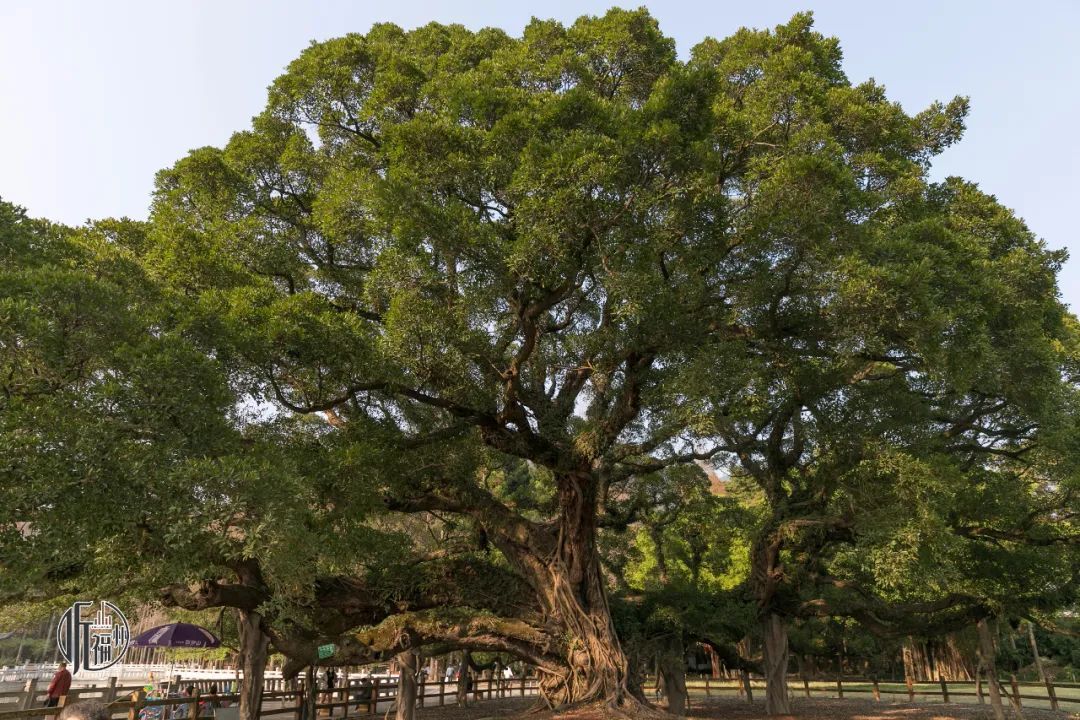 有声书｜古榕第一名，原来是它……