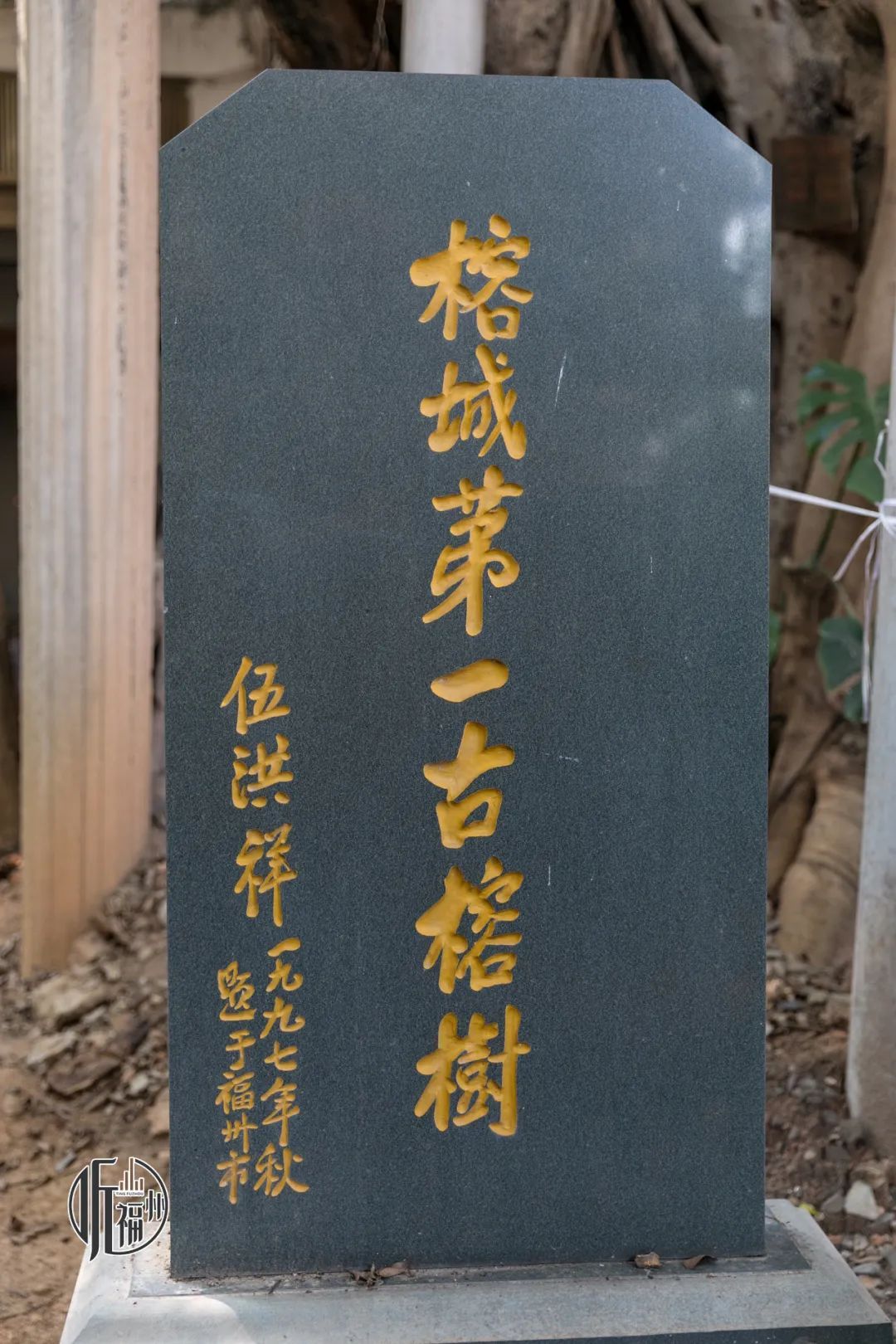 有声书｜古榕第一名，原来是它……