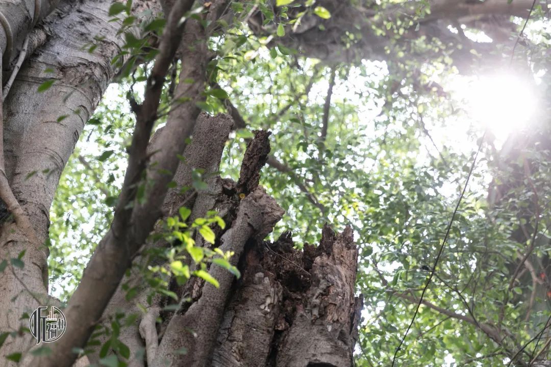 有声书｜古榕第一名，原来是它……