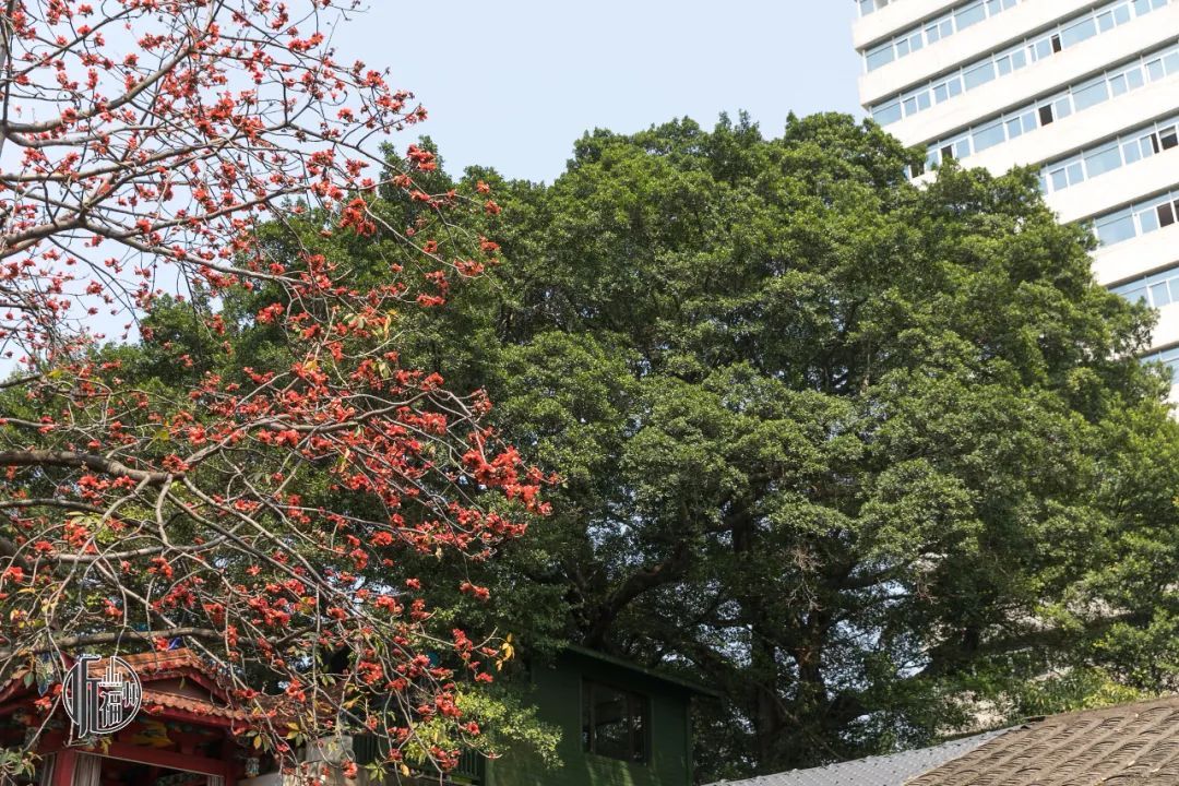 有声书｜古榕第一名，原来是它……