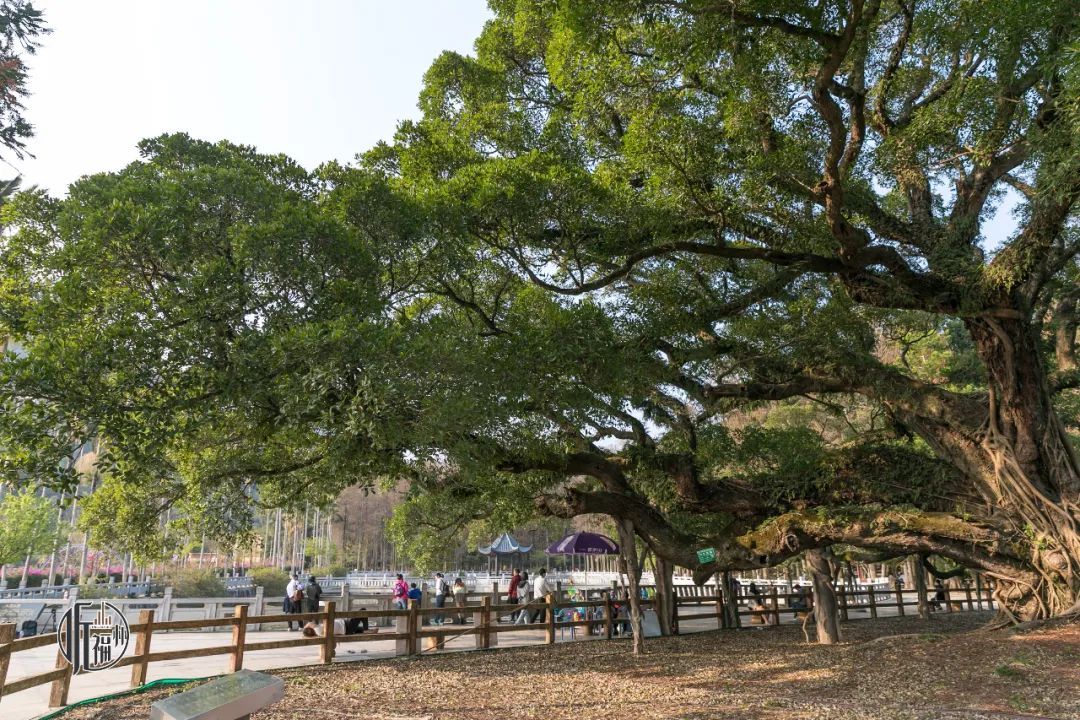 有声书｜古榕第一名，原来是它……