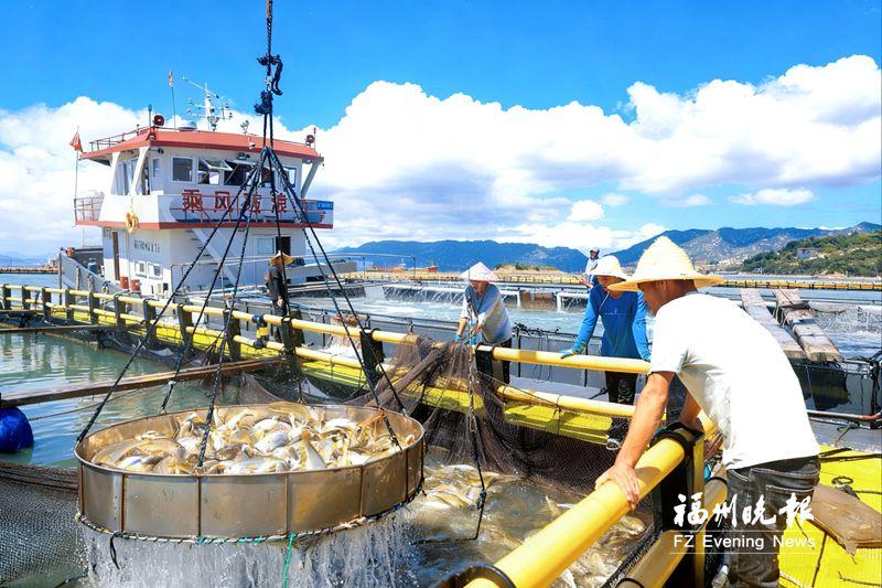 连江100万尾大黄鱼上市 连江100万尾大黄鱼上市