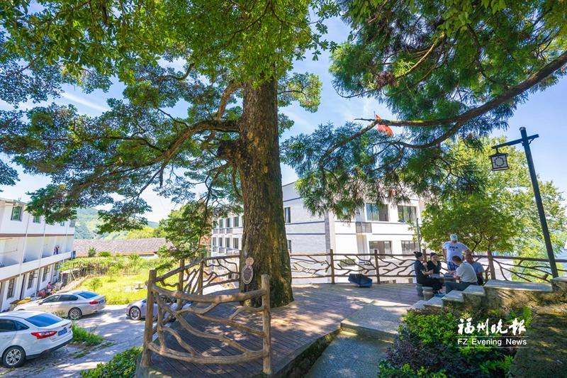 福州闽侯茶苑村：“空心村”焕发新生