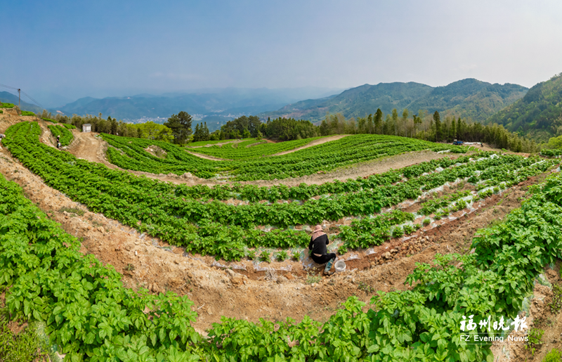 福州闽侯茶苑村：“空心村”焕发新生