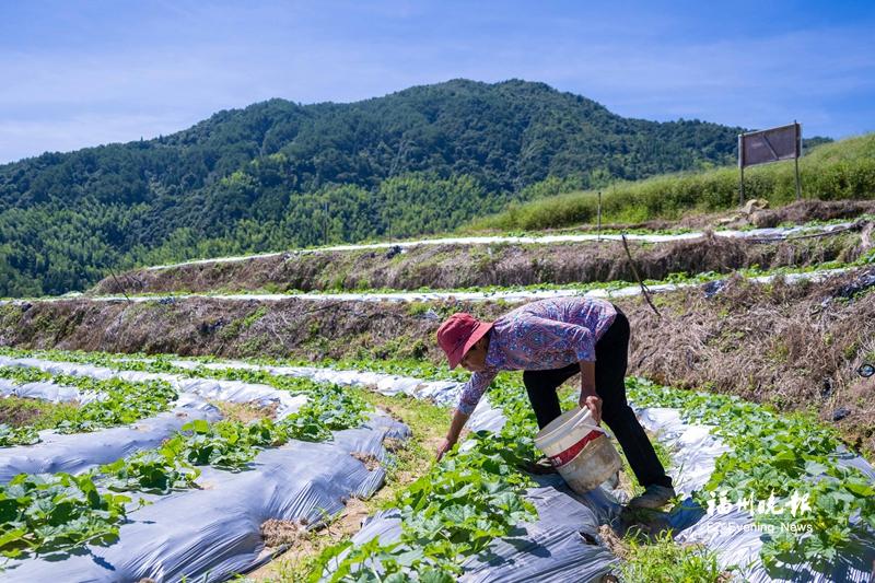 福州闽侯茶苑村：“空心村”焕发新生