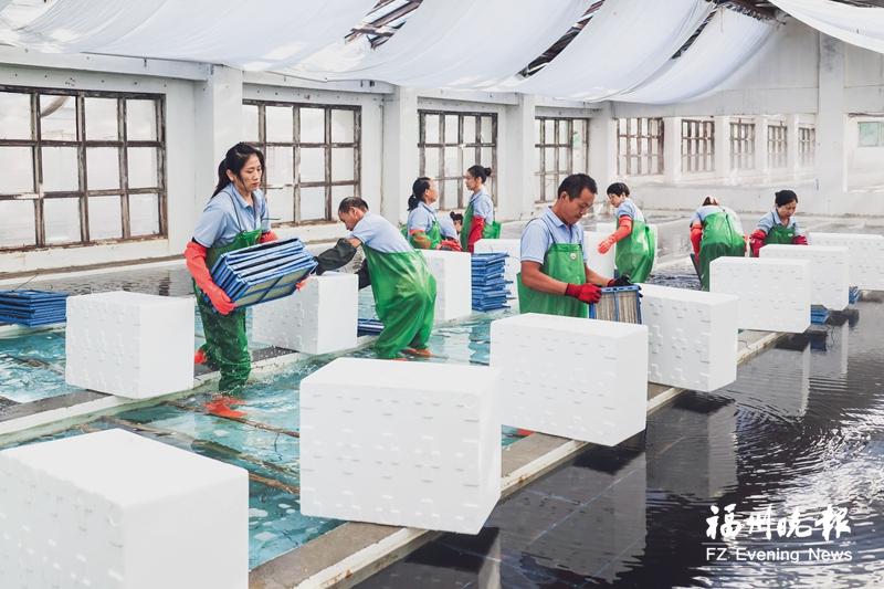 福州海带苗上演“全球之旅” 销往朝鲜、俄罗斯、韩国、日本等国 福州海带苗上演“全球之旅” 销往朝鲜、俄罗斯、韩国、日本等国