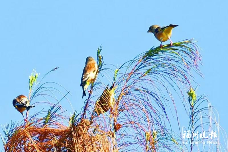 观鸟达人分享国庆假期新体验：乘滨海快线“沿路”观鸟