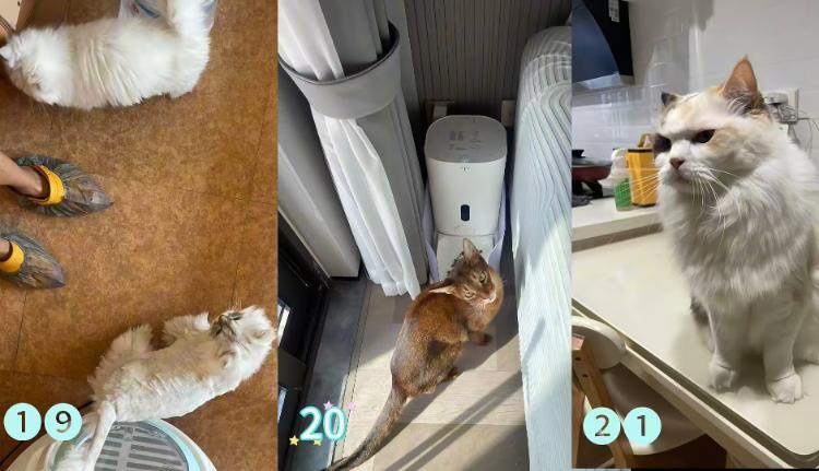 男子接270单上门喂养 最高1单8100元