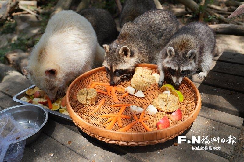 福州动物园喜迎中秋 小动物吃上月饼大餐