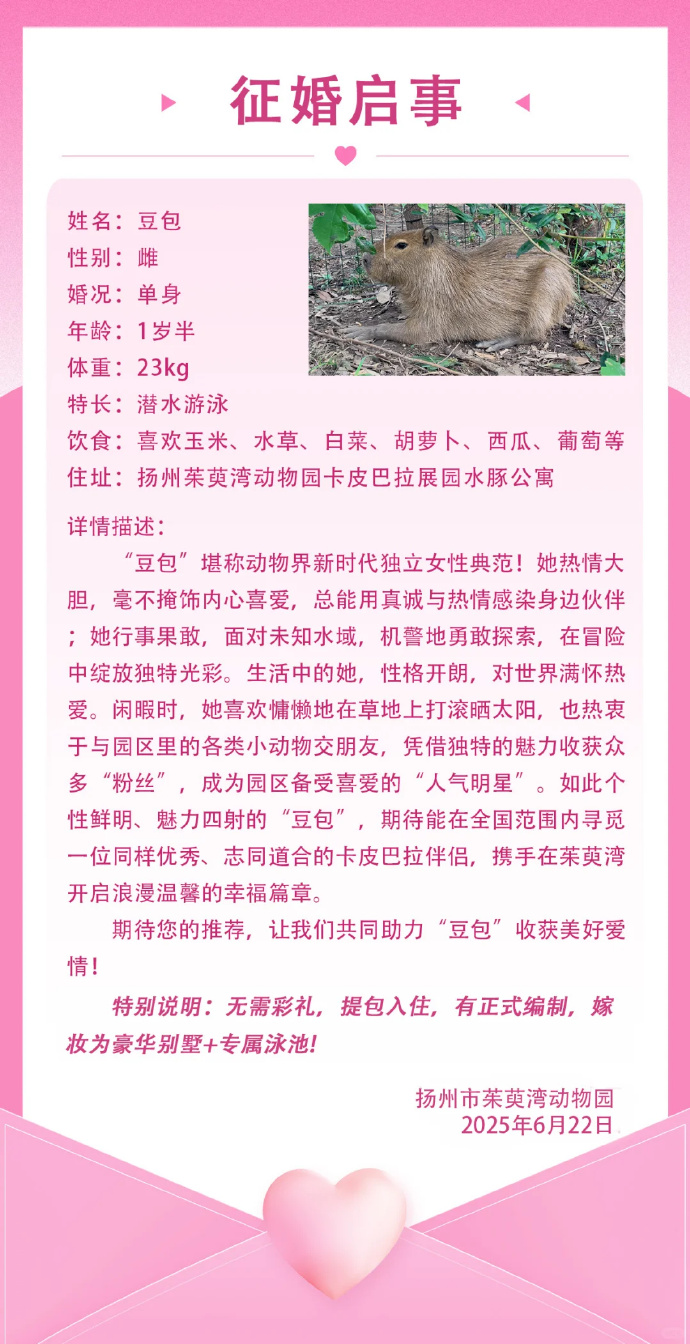 因“越狱”走红的扬州卡皮巴拉“豆包”结婚了！新郎来自福建