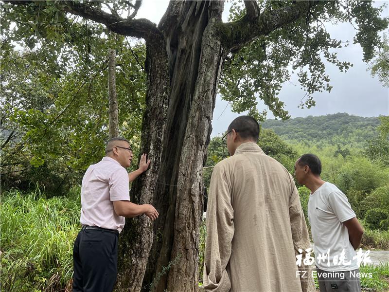福州创新机制守护“绿色活文物” 九峰寺百年银杏重焕生机
