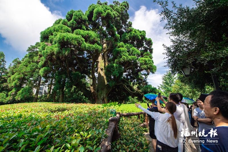 福州“绿色遗产”变身“流量密码”