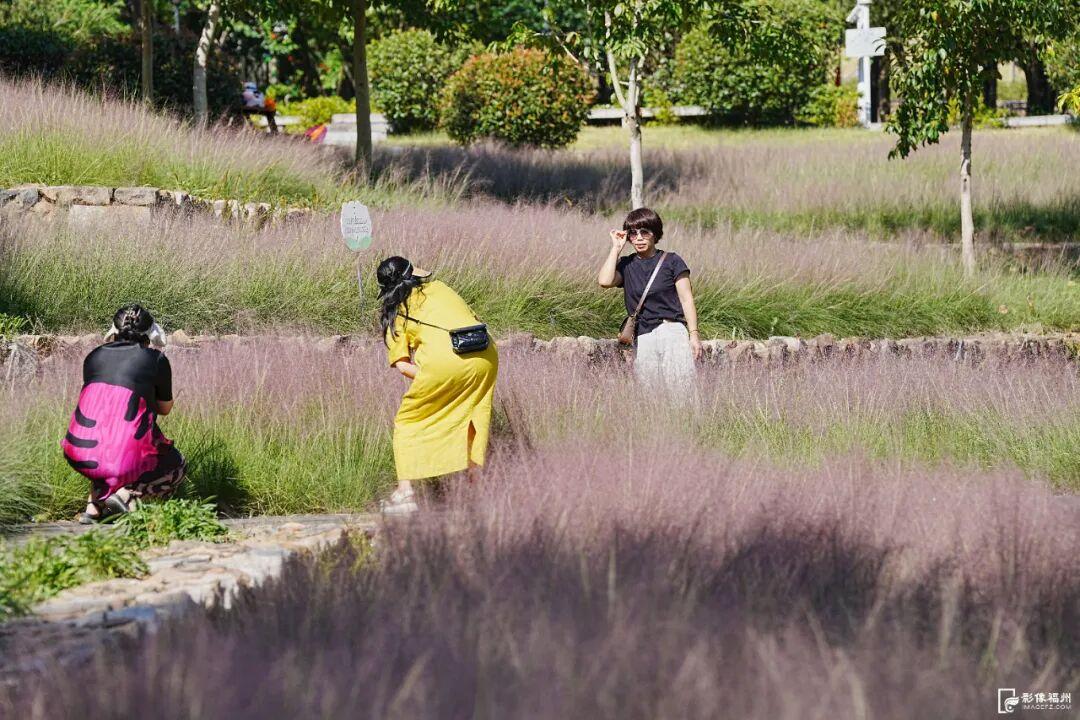 粉色浪漫！福州秋日“顶流”上线！