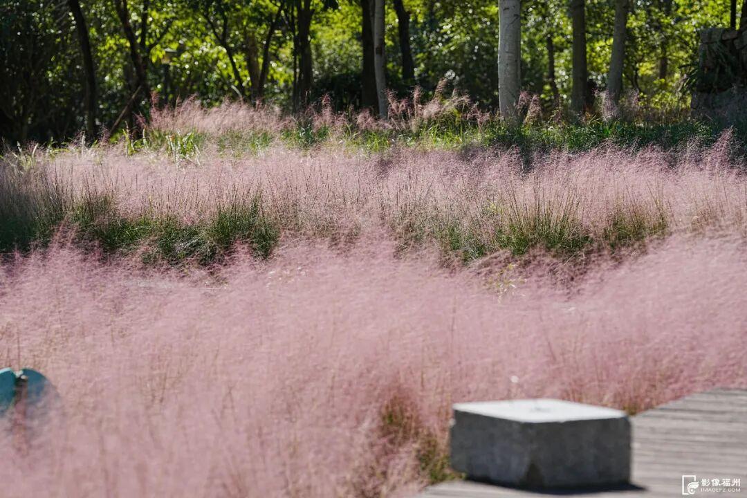 粉色浪漫！福州秋日“顶流”上线！