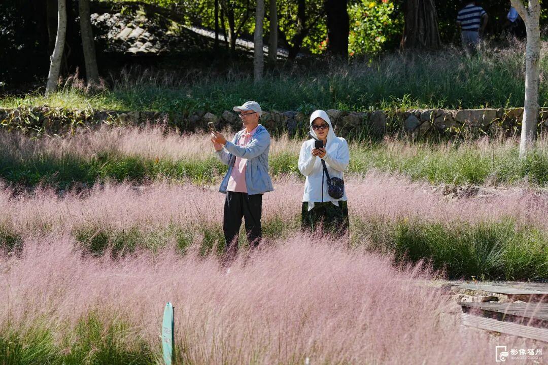 粉色浪漫！福州秋日“顶流”上线！