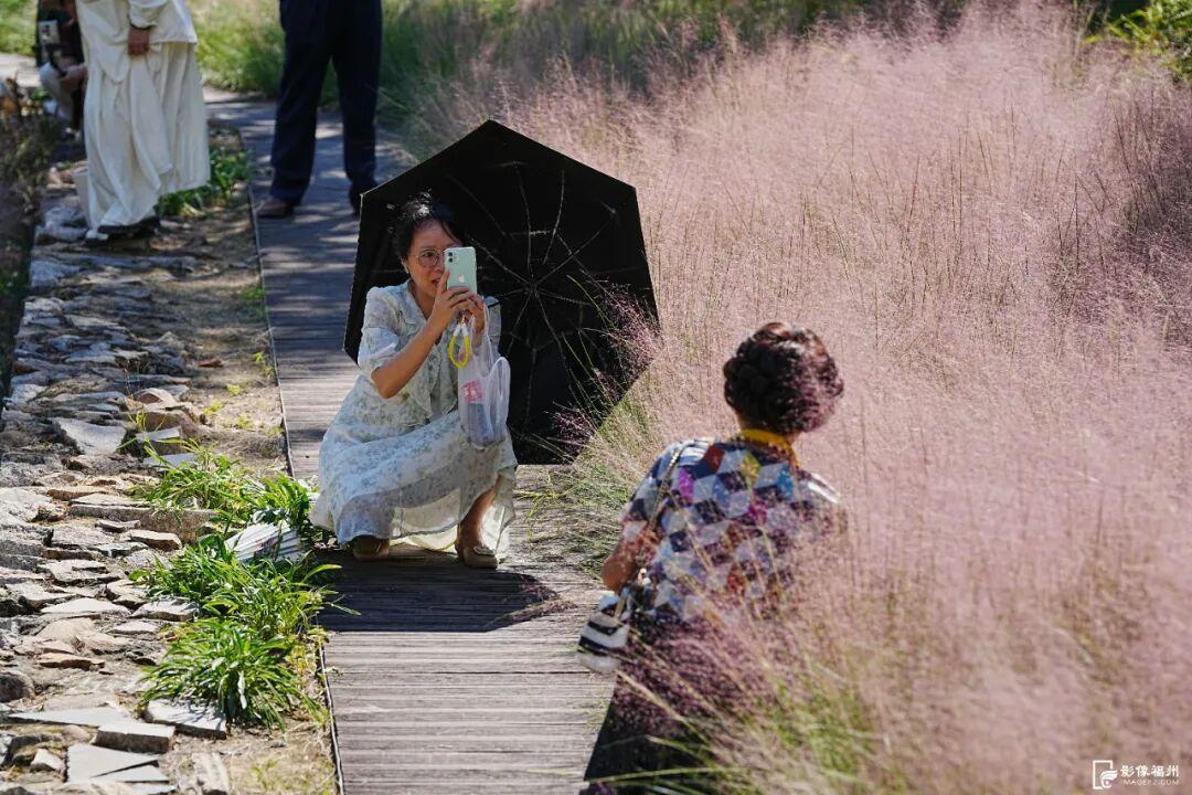 粉色浪漫！福州秋日“顶流”上线！