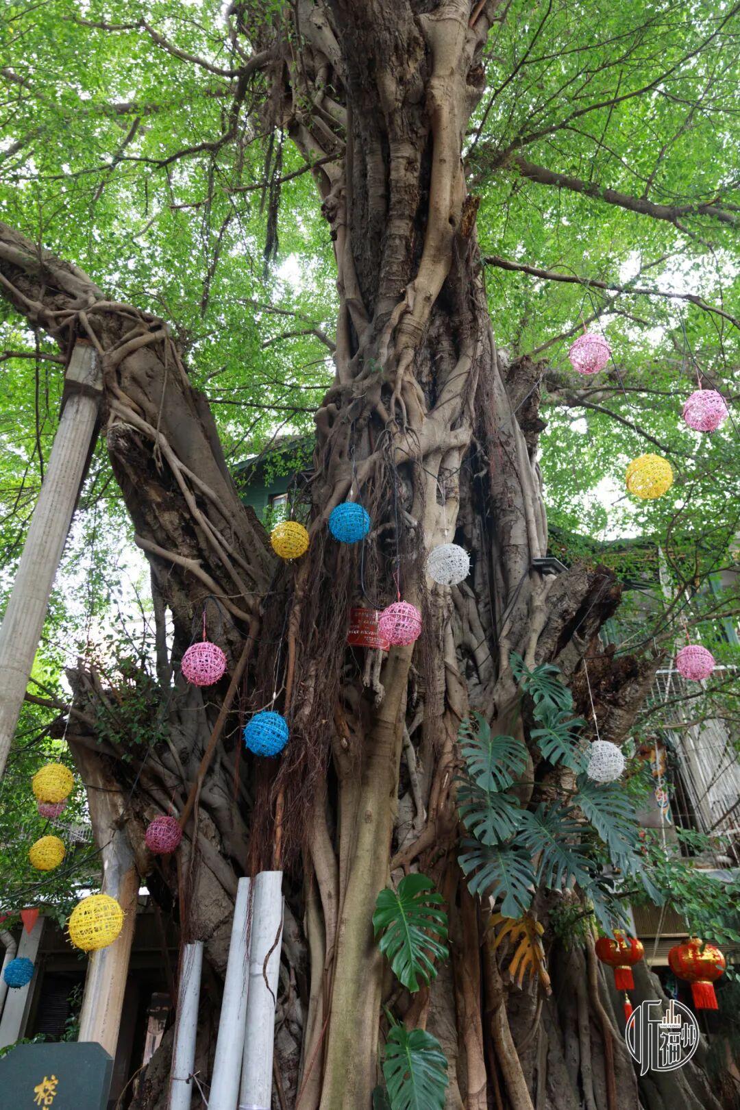 听懂了！它们才是刻在DNA里的福州“原住民”→