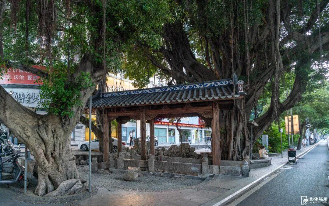 听懂了！它们才是刻在DNA里的福州“原住民”→